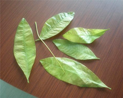 怎樣養(yǎng)殖發(fā)財樹，發(fā)財樹養(yǎng)殖常見問題解答