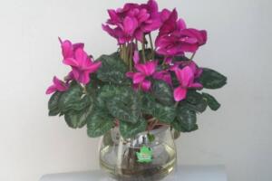 仙客來(lái)可以水培嗎，仙客來(lái)的水培方法"