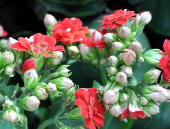 玻璃海棠花的養(yǎng)殖方法，做好五點基本步驟生生長枝繁葉茂"