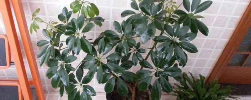 鴨掌木可以曬太陽(yáng)嗎"