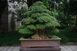 榕樹盆景的四季養(yǎng)護技巧，夏冬兩季的養(yǎng)護最為關鍵"