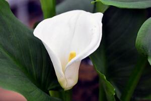 馬蹄蓮花語是什么，馬蹄蓮的寓意歌頌友情之美"