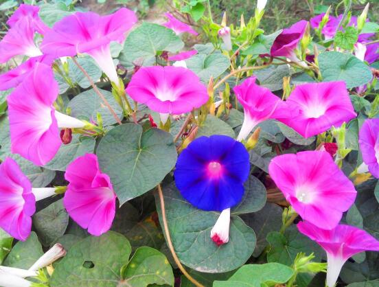 牽?；ㄈ~子發(fā)黃怎么辦，牽?；ㄈ~子發(fā)黃解決辦法"