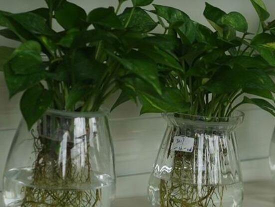 怎樣種植綠蘿，老農總結最簡單兩種種植方法(水培與土培)"