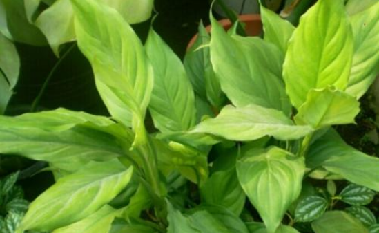 水培萬年青的養(yǎng)殖方法和注意事項(xiàng)，學(xué)會(huì)以下三個(gè)步驟即可"