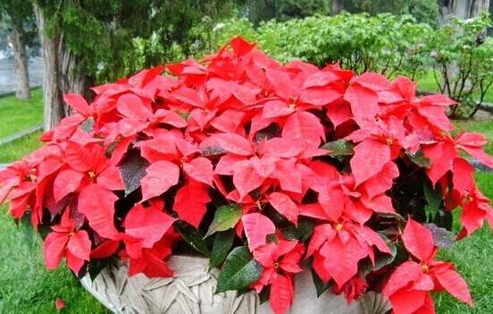 一品紅花有毒嗎，盤點兩種學(xué)說爭議(有毒與無毒)"