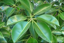 橡皮樹(shù)泡水生根的方法，3個(gè)步驟讓你橡皮樹(shù)深根固柢"