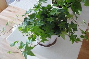 常春藤怎么養(yǎng)長得快，常春藤的養(yǎng)殖方法"