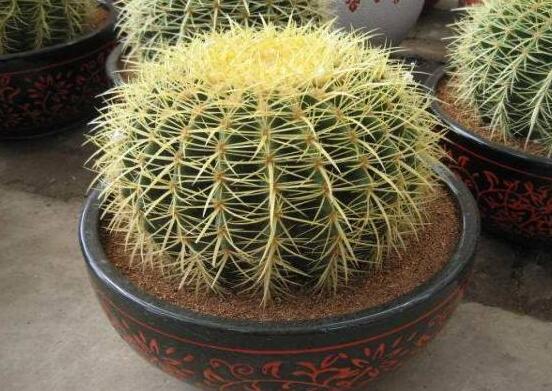 小仙人球的養(yǎng)殖方法和注意事項(xiàng)，老農(nóng)詳解七大最有效養(yǎng)殖方法"