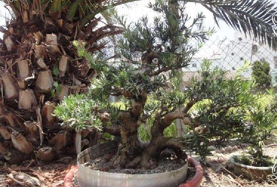 羅漢松果的功效與作用，羅漢松果的五大作用"