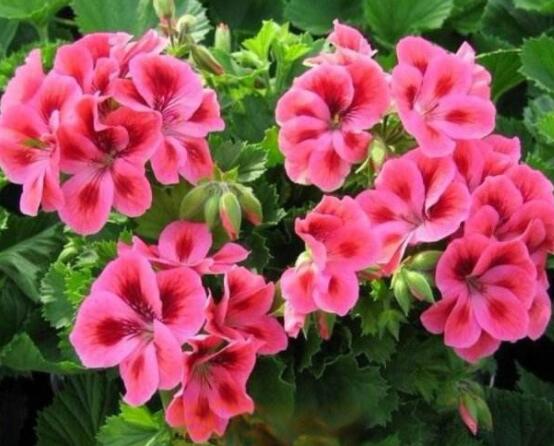天竺葵哪個(gè)品種最勤花，香葉天竺葵排行榜第一"