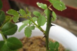 玫瑰花如何育苗，可以通過以下3種方法進(jìn)行"