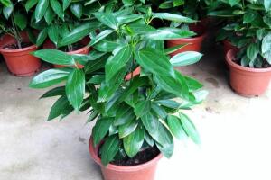 平安樹(shù)爛根還有救嗎，平安樹(shù)爛根了怎么辦"