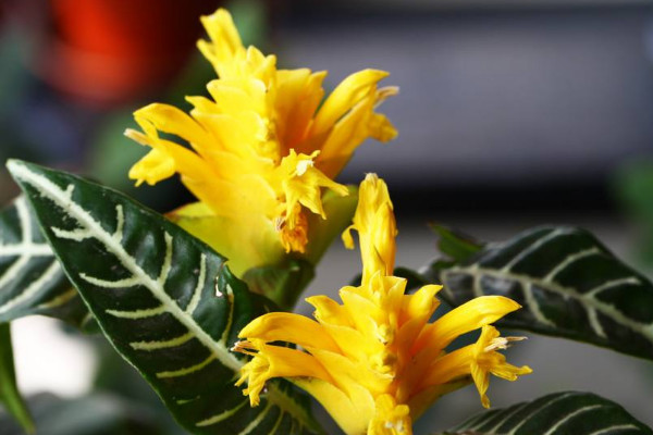 斑馬花怎么養(yǎng)，澆水澆足并確保較高的生長濕度"