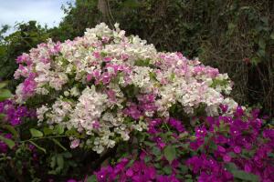 三角梅有哪些品種，常見的三角梅品種大全"