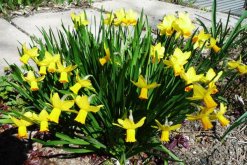 洋水仙開花后怎么處理，做好修剪以及養(yǎng)球處理"