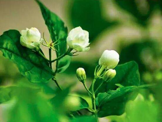茉莉不開花是什么原因，注意這六點(diǎn)讓你的茉莉花爆盆"