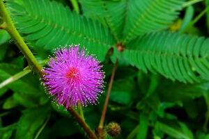 含羞草有什么寓意嗎，含羞草花語是什么"