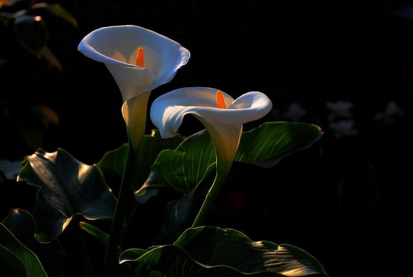 盆栽馬蹄蓮的養(yǎng)殖方法，生長(zhǎng)環(huán)境很重要"