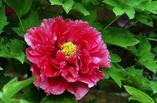 家庭盆栽牡丹花怎么養(yǎng)護(hù)，老農(nóng)總結(jié)六個(gè)要點(diǎn)促進(jìn)花大色艷"