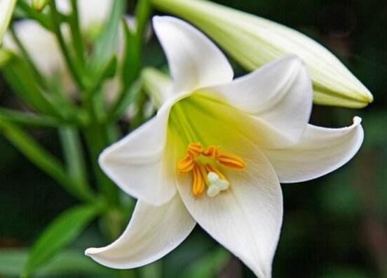 香水百合的種植方法，擇健康種球/注意消毒選擇合適盆土"