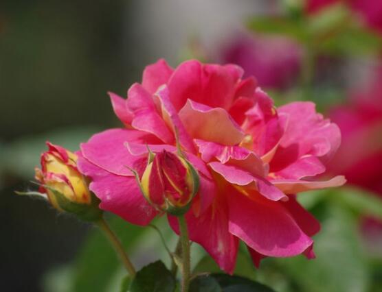 月季和玫瑰的區(qū)別，最直觀的三種分辨方法"