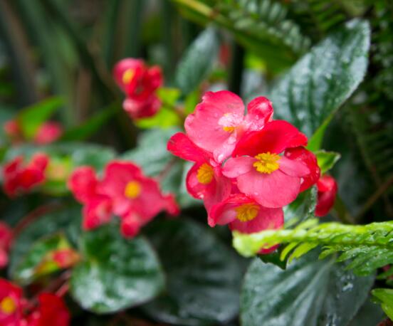海棠花葉子焦邊的原因，教你最實用三種原因以及解決方法"