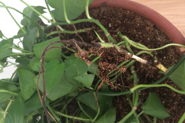 綠蘿為什么會爛根，溫度過低/水肥不當(dāng)/出現(xiàn)病蟲害"