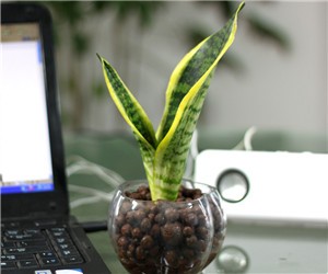 水培虎皮蘭的養(yǎng)殖方法和注意事項"