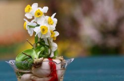 水仙花能養(yǎng)在家里嗎，可以養(yǎng)但是最好不要放在臥室養(yǎng)"