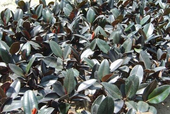 橡皮樹(shù)怎么換盆，教你四個(gè)簡(jiǎn)單易學(xué)的方法"