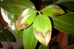 平安樹(shù)葉尖發(fā)黑怎么辦，找到原因及時(shí)處理"