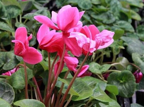 仙客來冬天葉子發(fā)黃怎么辦，老農(nóng)總結(jié)三種原因以及解決方法"