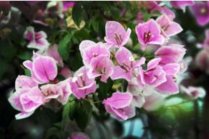 三角梅插枝的養(yǎng)殖方法，保證土壤通透性選好插枝"