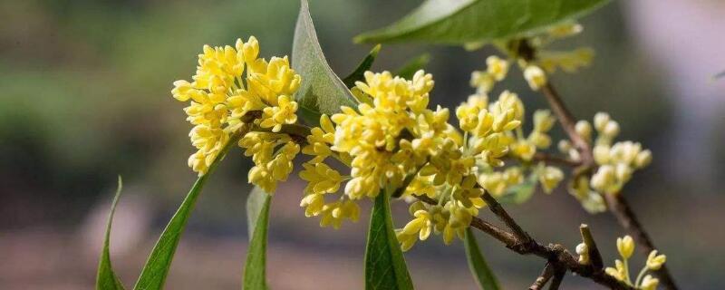 月月桂與四季桂的區(qū)別