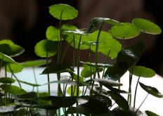 水養(yǎng)銅錢(qián)草的養(yǎng)殖方法，施加肥料是關(guān)鍵"