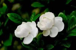 茉莉花冬天需要剪枝嗎，減去枯弱病枝才能開出更美的花"