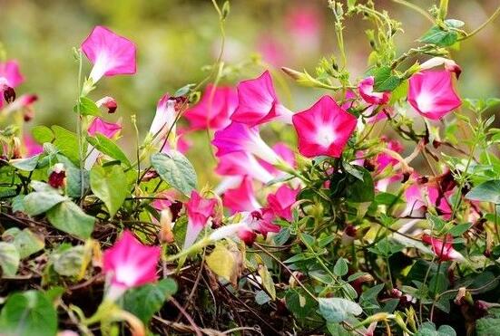 牽牛花的寓意是什么，代表著堅(jiān)固的愛(ài)情、渺茫的戀愛(ài)"