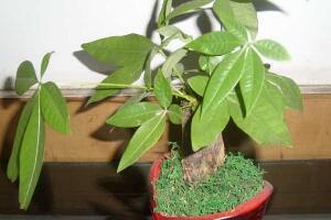 發(fā)財(cái)樹盆栽怎么養(yǎng)，小發(fā)財(cái)樹盆景圖片大全"