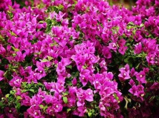 三角梅的繁殖方法，盤點三種常見繁殖方法(扦插/高壓/播種)"