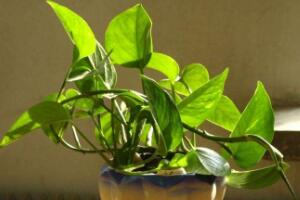 綠蘿的風(fēng)水作用有哪些，綠蘿的功效與作用"
