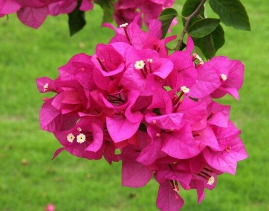 三角梅如何控水，做到不干不澆、澆則澆透原則"