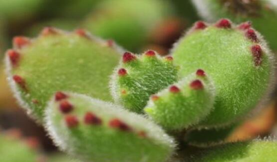 熊童子怎么養(yǎng)出紅爪子，保持足夠光照/做好澆水施肥"