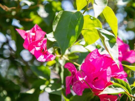 三角梅幾月開花，每年4-11月盛放/澆水施肥充足"
