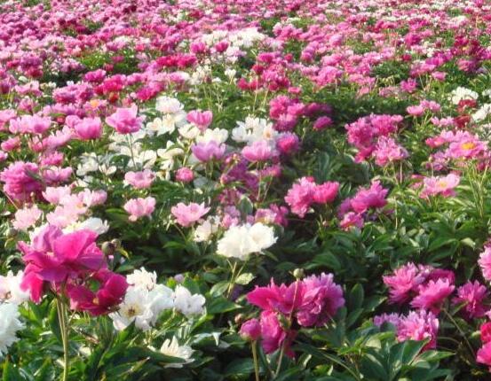 芍藥花茶的制作，最簡單的單獨泡制/綠茶搭配泡制"