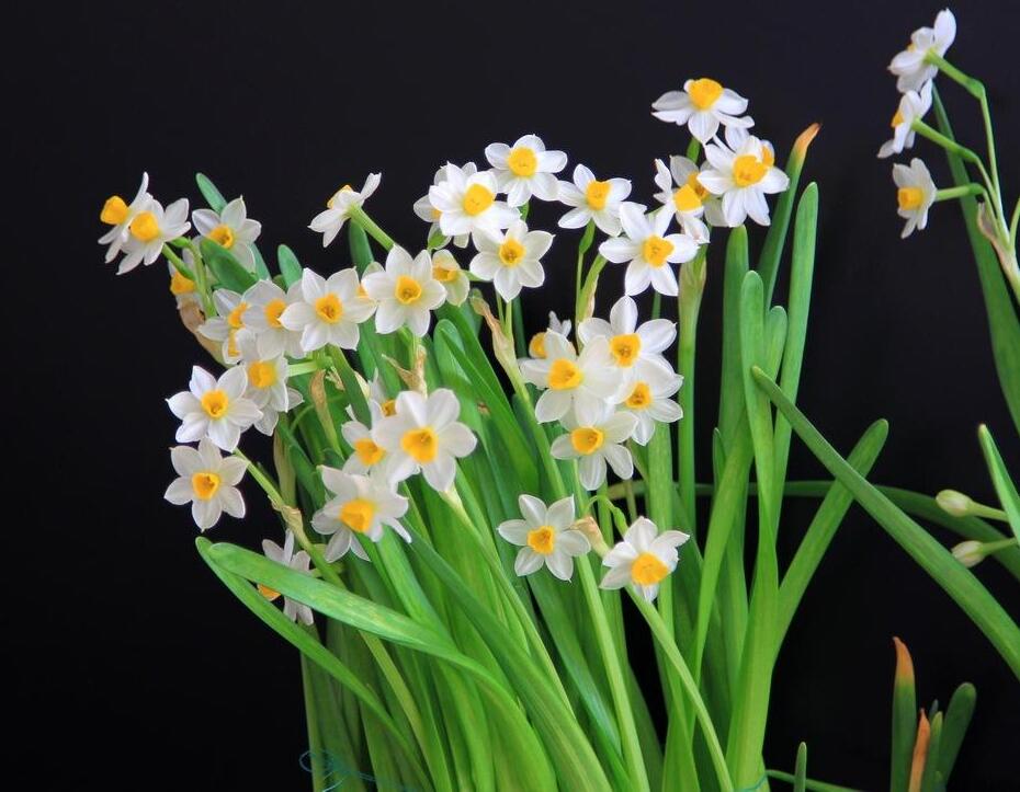 水仙花的水養(yǎng)方法，了解這三種技巧養(yǎng)出好看的水仙花"