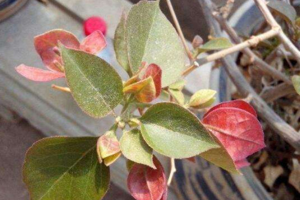 三角梅葉子發(fā)黃的原因，光照過強/澆水不當?shù)?