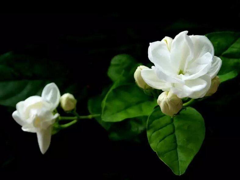 茉莉的花語，地區(qū)和數(shù)量不同代表的寓意也不同"