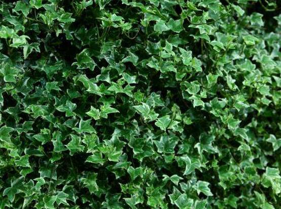 常春藤用淺盆還是深盆，深、淺盆都合適"