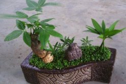 發(fā)財(cái)樹葉子發(fā)黃怎么回事，光照過強(qiáng)/土壤不適/澆水過多"